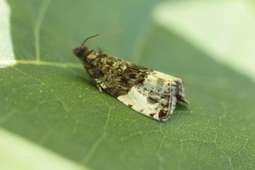 Hedya pruniana