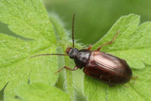Réf. 102 189 : Gonodera luperus