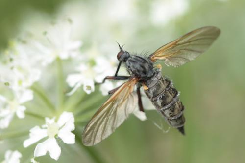 Empis sp.