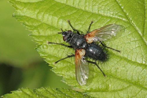 Réf. 102 037 : Zophomyia temula