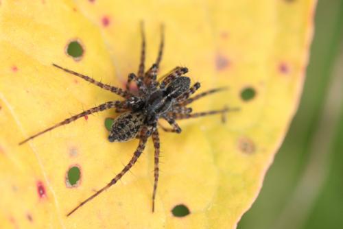 Pardosa sp.