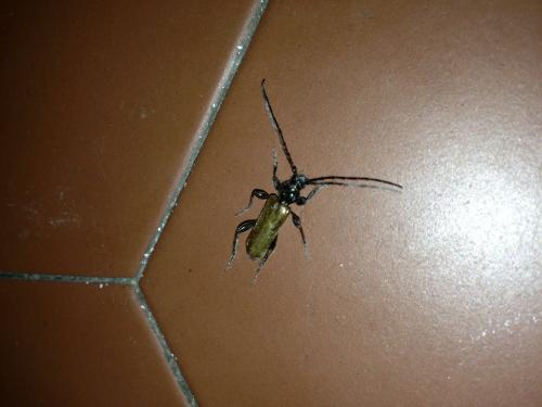 Phymatodes testaceus