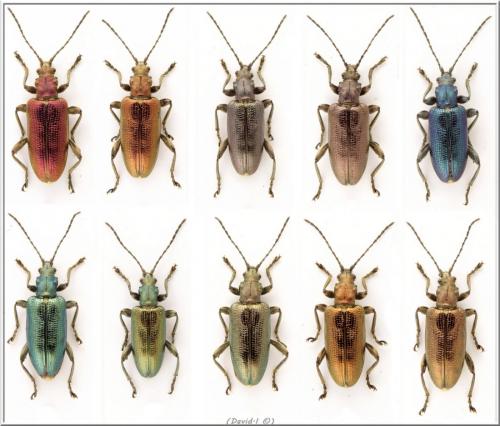 Plateumaris sericea