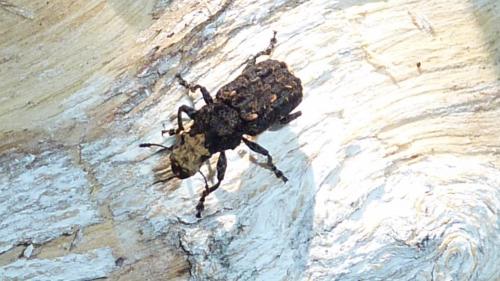 Platyrhinus resinosus