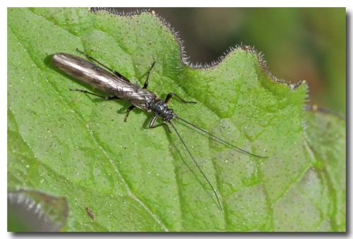 Réf. 102 991 : Brachyptera sp.