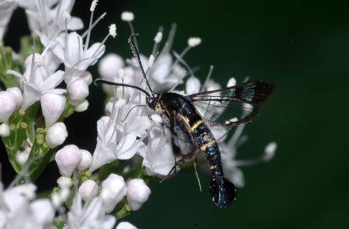 Synanthedon sp.