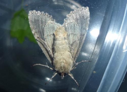 Polia nebulosa