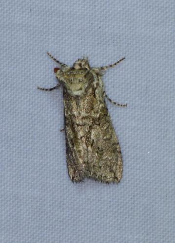 Polyploca ridens