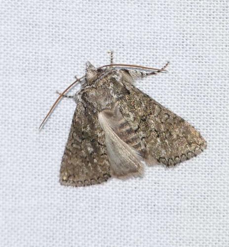 Polyploca ridens