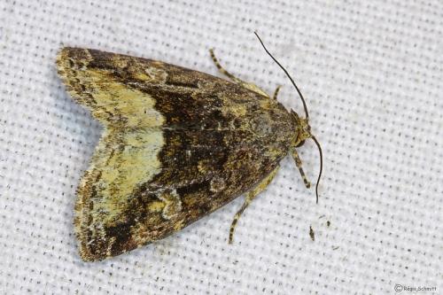 Réf. 102 926 : Deltote pygarga