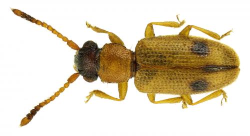 Réf. 102 715 : Psammoecus bipunctatus