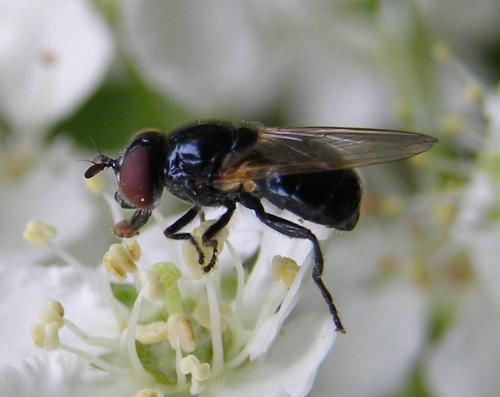 Psilota atra
