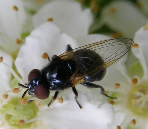 Psilota atra