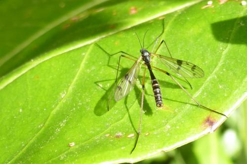 Ptychoptera paludosa
