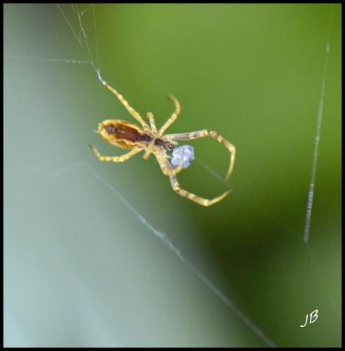 Uloborus walckenaerius