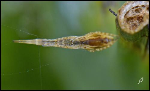 Uloborus walckenaerius
