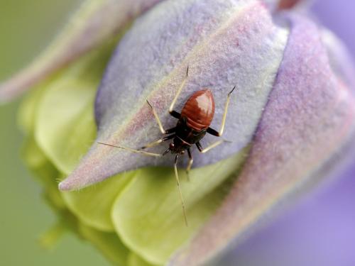 Réf. 102 132 : Grypocoris sexguttatus