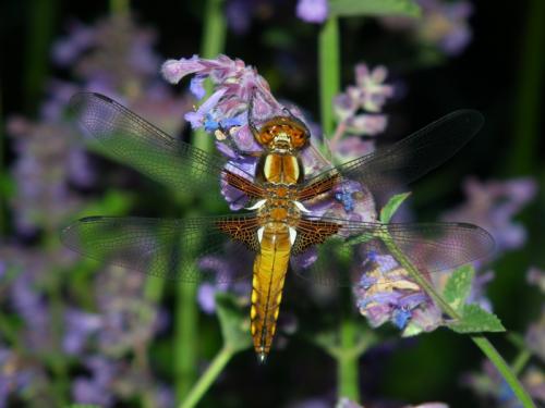 Libellula depressa
