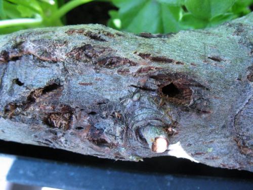 Réf. 102 868 : Saperda similis