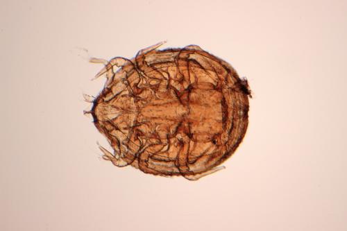 Réf. 102 314 : Neodiscopoma sp.