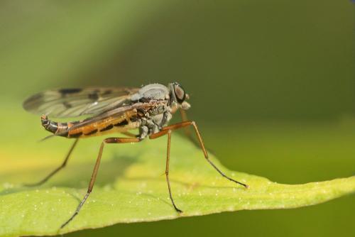 Réf. 102 810 : Rhagio scolopaceus
