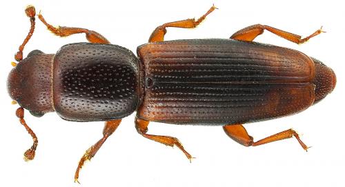 Rhizophagus brancsiki