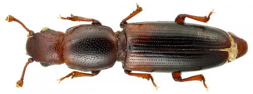 Réf. 102 742 : Rhizophagus nitidulus