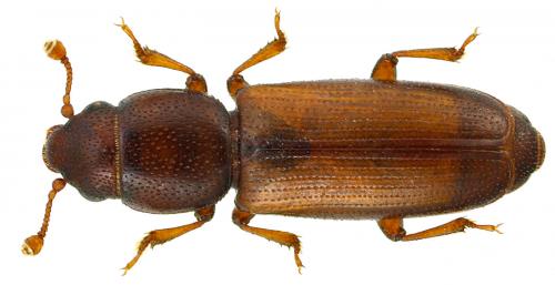Réf. 102 752 : Rhizophagus fenestralis