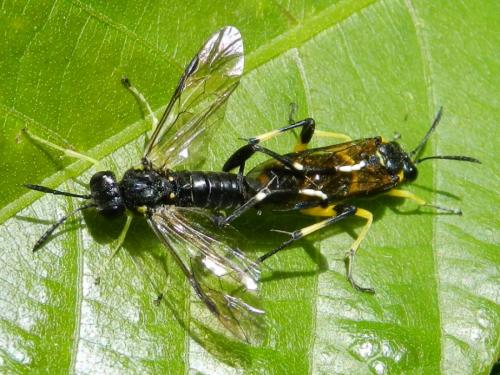 Réf. 102 341 : Macrophya montana