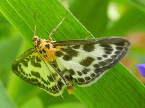 Réf. 102 392 : Anania hortulata