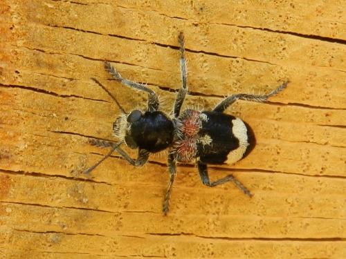 Clerus mutillarius