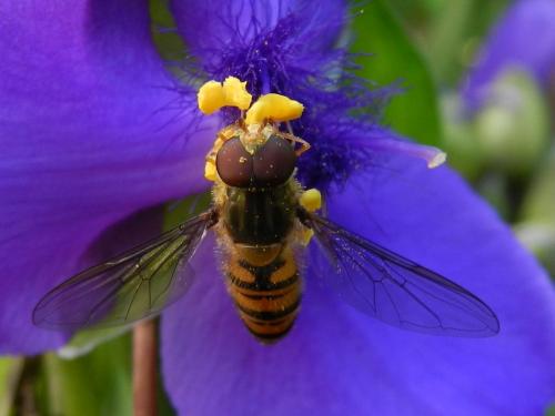 Episyrphus balteatus