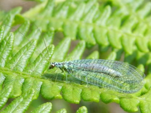 Réf. 102 667 : Chrysopa perla