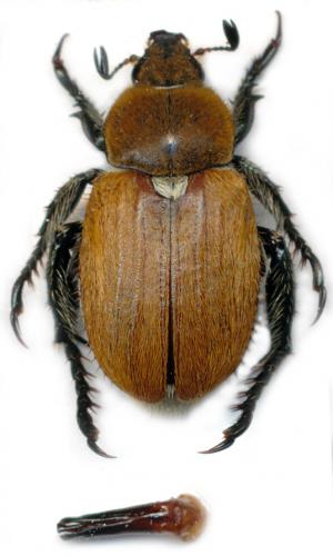 Brancoplia leucaspis