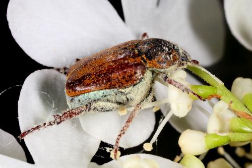 Hoplia argentea