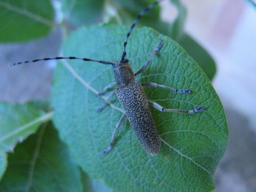Réf. 102 869 : Saperda similis