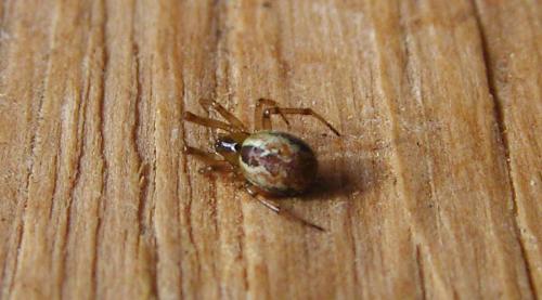 Anelosimus sp.