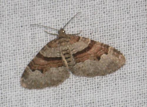 Réf. 102 686 : Xanthorhoe designata