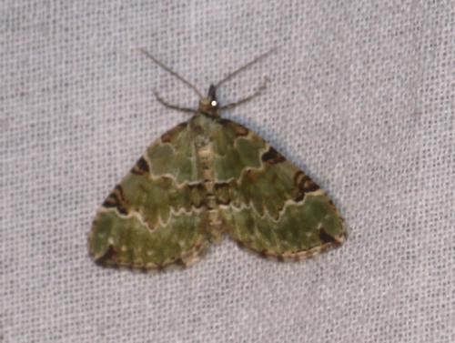 Colostygia pectinataria