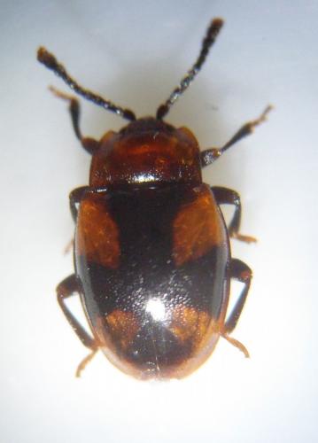 Mycetina cruciata