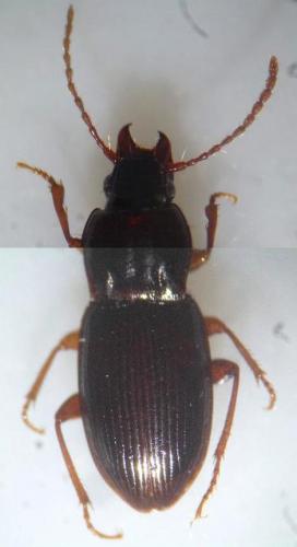 Pterostichus pumilio