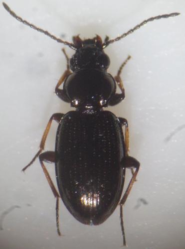Réf. 102 125 : Bembidion properans
