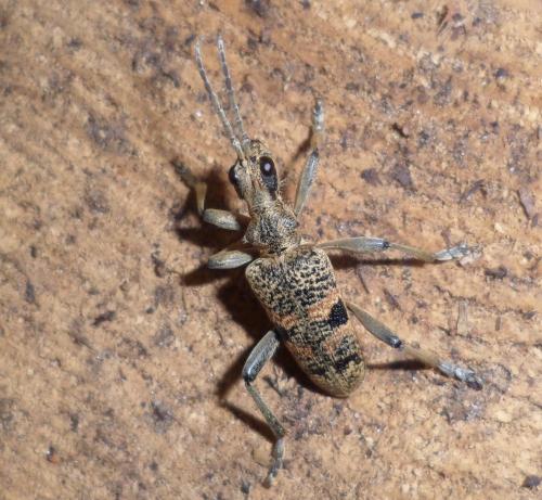 Réf. 102 736 : Rhagium mordax
