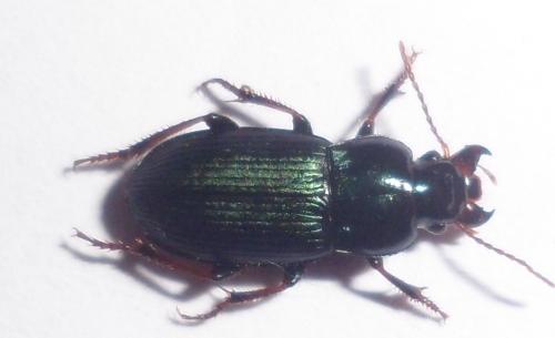 Harpalus honestus