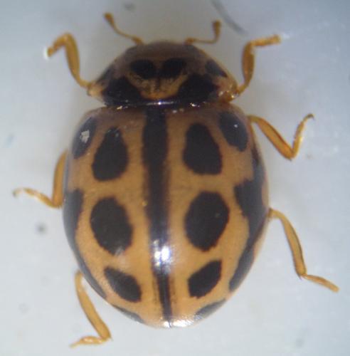 Tytthaspis sedecimpunctata