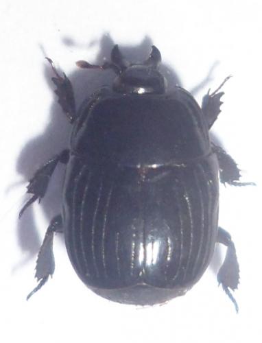 Margarinotus merdarius