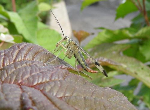 Panorpa communis