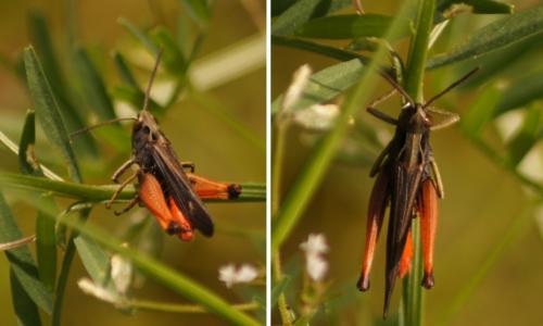 Omocestus rufipes