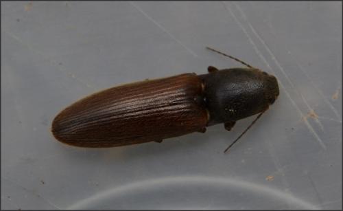 Réf. 102 334 : Athous haemorrhoidalis