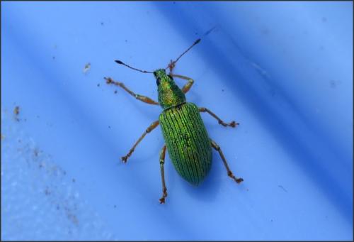 Réf. 102 285 : Polydrusus formosus